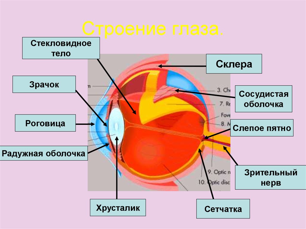 Нарисовать глаз биология