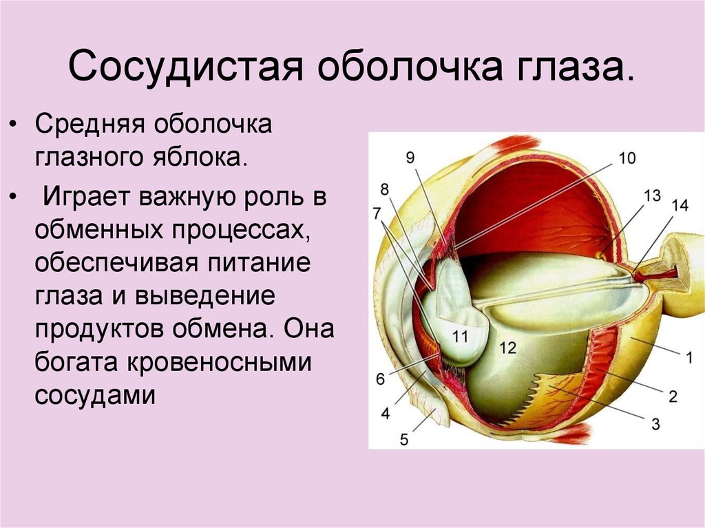 Оболочки глаза презентация