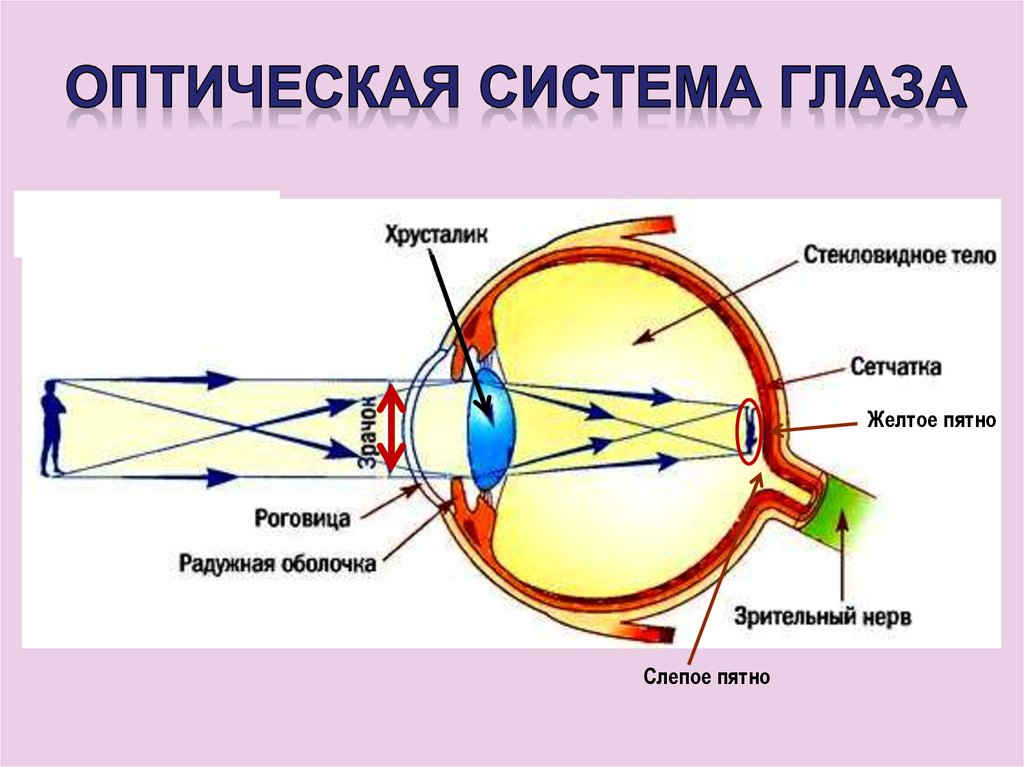 Если глаз человека строит изображение далеких предметов за сетчаткой то глаз