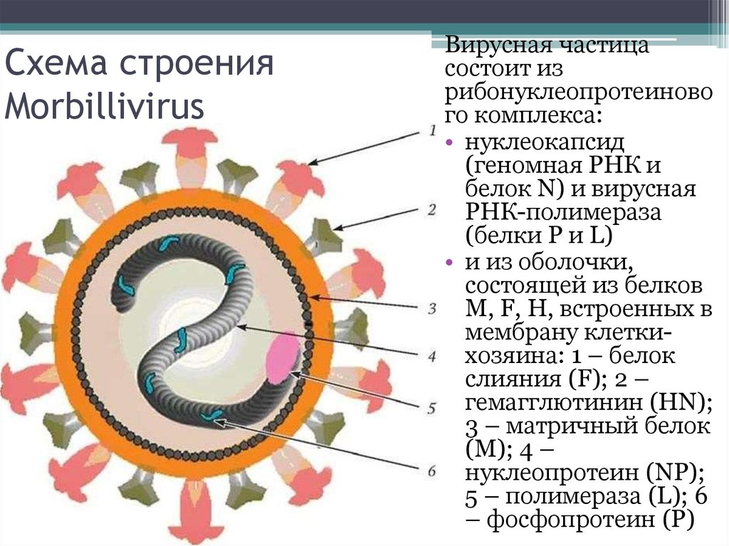 Вирус кори рисунок микробиология