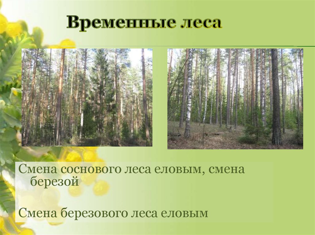 Смена лесов. Биогеоценоз березового леса. Смена березового леса на еловый. Превращение Березняка в еловый лес. Превращение берёзового леса в еловый лес.