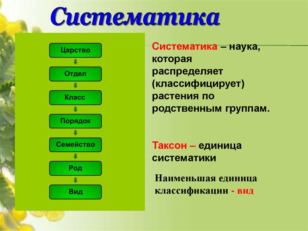 Схема систематических единиц