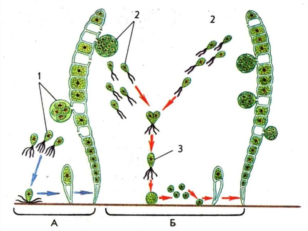 Размножение и развитие низших растений. Цикл развития водоросли улотрикс. Улотрикс размножение схема. Размножение водорослей улотрикс. Улотрикс жизненный цикл.