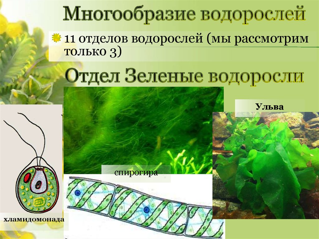Зеленые водоросли форма. Многообразие водорослей. Водоросли их разнообразие. Зелёные водоросли. Разнообразие зеленых водорослей.