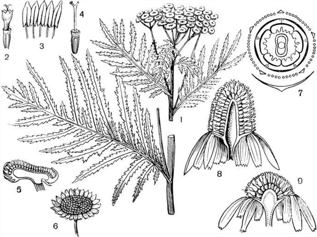 Рисунок строение цветка сложноцветных