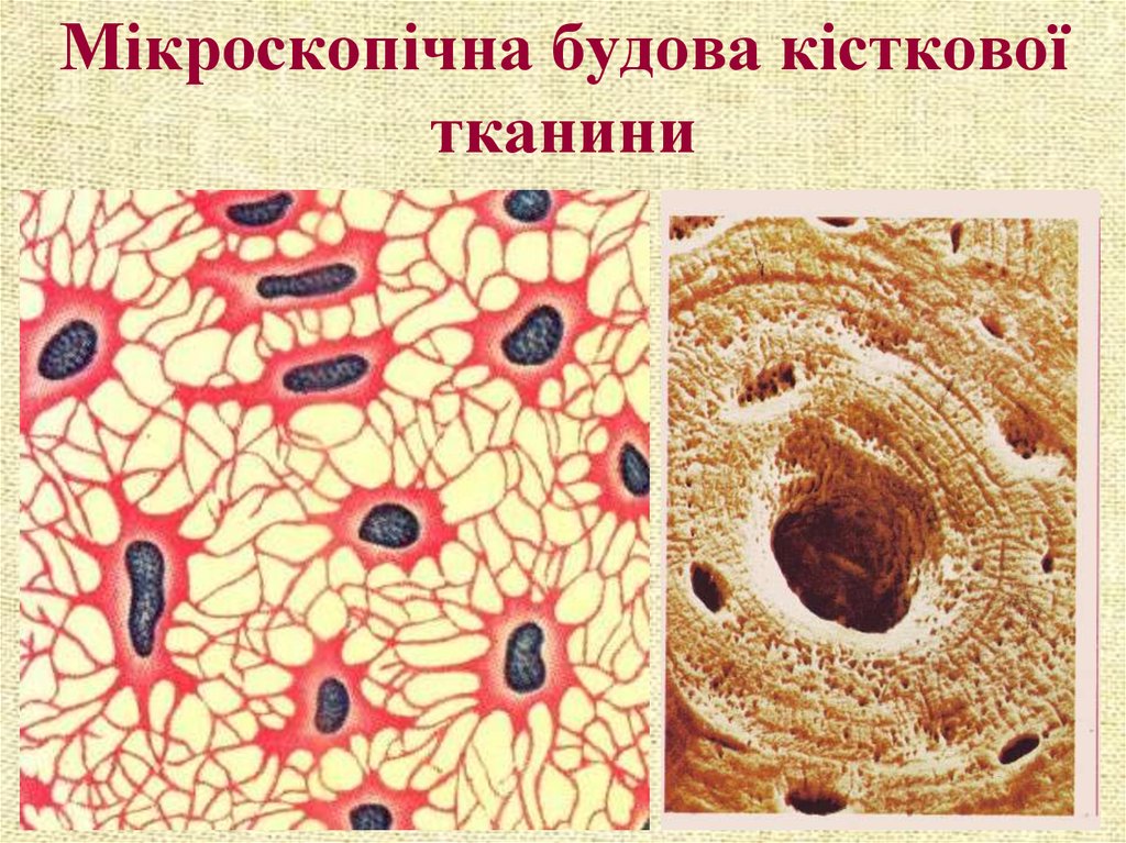 Соединительная ткань костей