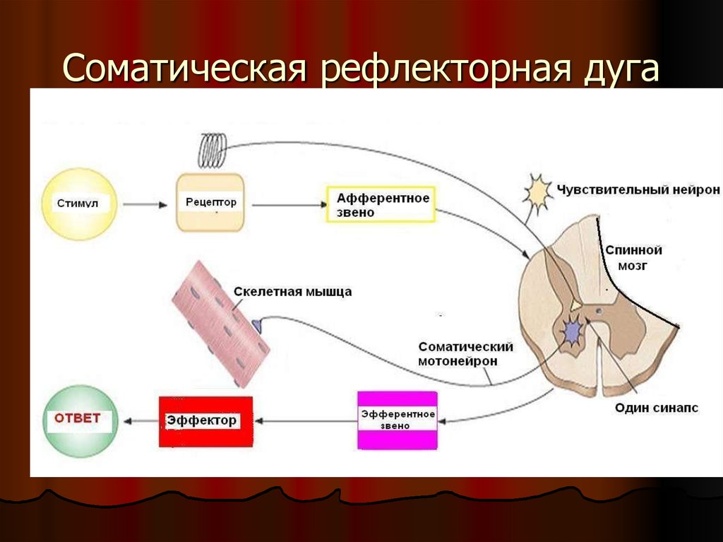 Схема соматического рефлекса - 96 фото