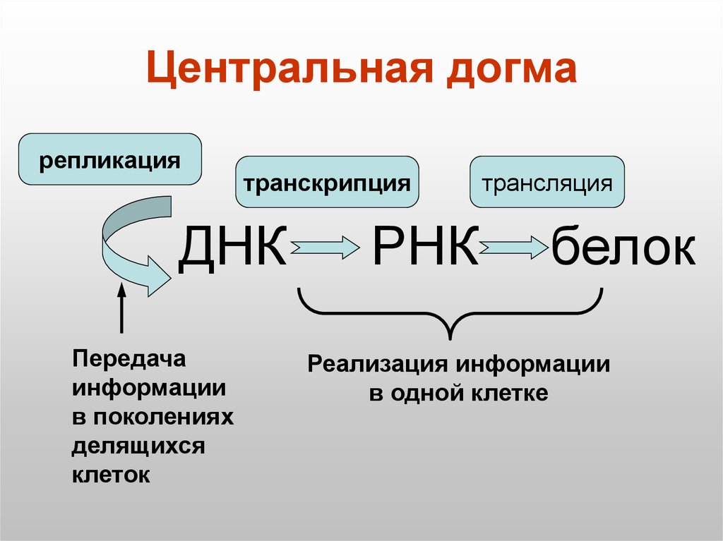 Передача наследственной информации. Реакции матричного синтеза репликация транскрипция трансляция. Синтез белка репликация ,транскрипция ,трансляция. Схема переноса генетической информации в клетке. Генетический код репликация транскрипция трансляция.