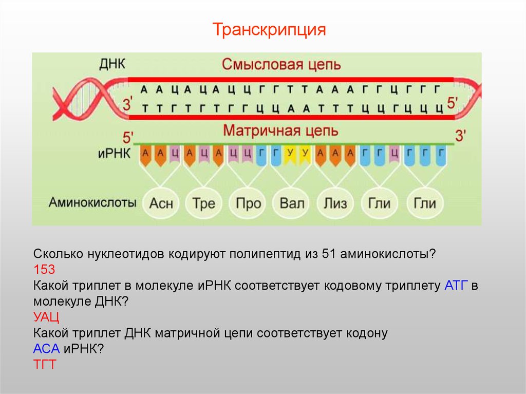 2 цепь днк и рнк. Генетическая последовательность. ИРНК. Триплет нуклеотидов. Триплет ДНК.