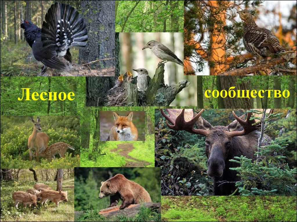 Природное сообщество лес животные. Лес и его обитатели. Природное сообщество лес. Лесное сообщество картинки.