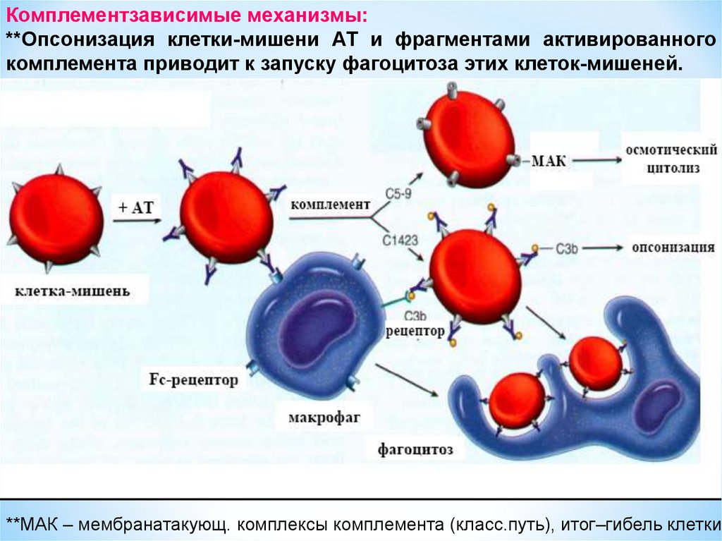 Реакции иммунного повреждения. Клетки мишени. Опсонизация клеток это. Комплементзависимый цитолиз. Клеточно опосредованный цитолиз.