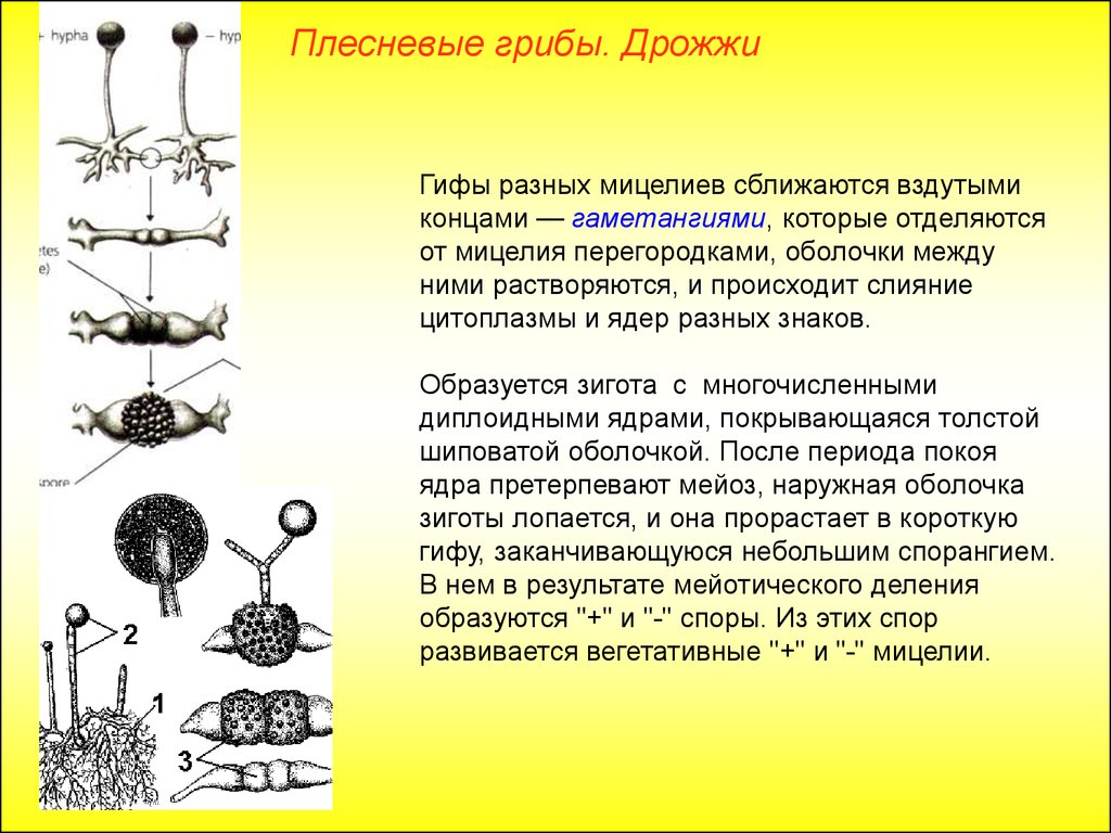 Гифами образовано. Жизненный цикл плесневых грибов. Гифы у дрожжей. Сравнительная характеристика плесневых грибов и дрожжей. Как размножаются дрожжи и плесневые грибы.