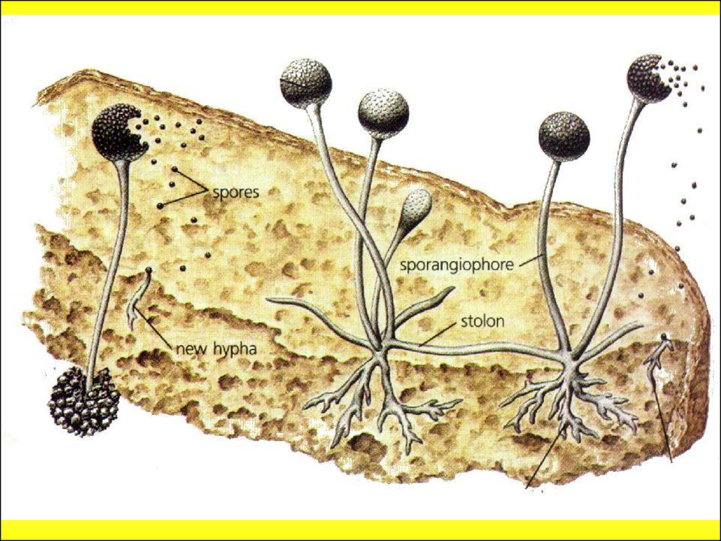 Прорастающие споры гриба. Мицелий мукора. Строение мицелия мукора. Мицелий у грибов мукор. Мицелий со спорангиями.
