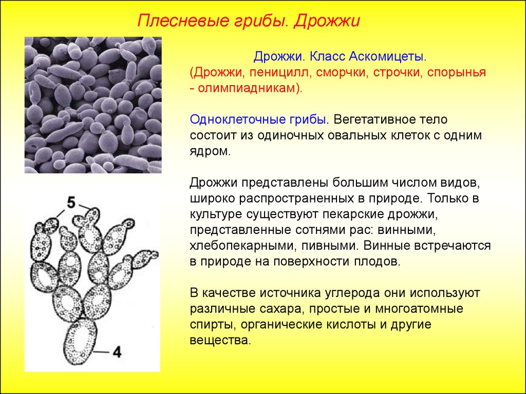 Рассмотрите рисунок с изображением дрожжей какое свойство. Строение дрожжей грибов. Одноклеточные грибы дрожжи строение. Дрожжи строение гриба биология. Дрожжи – представители класса Ascomycetes.