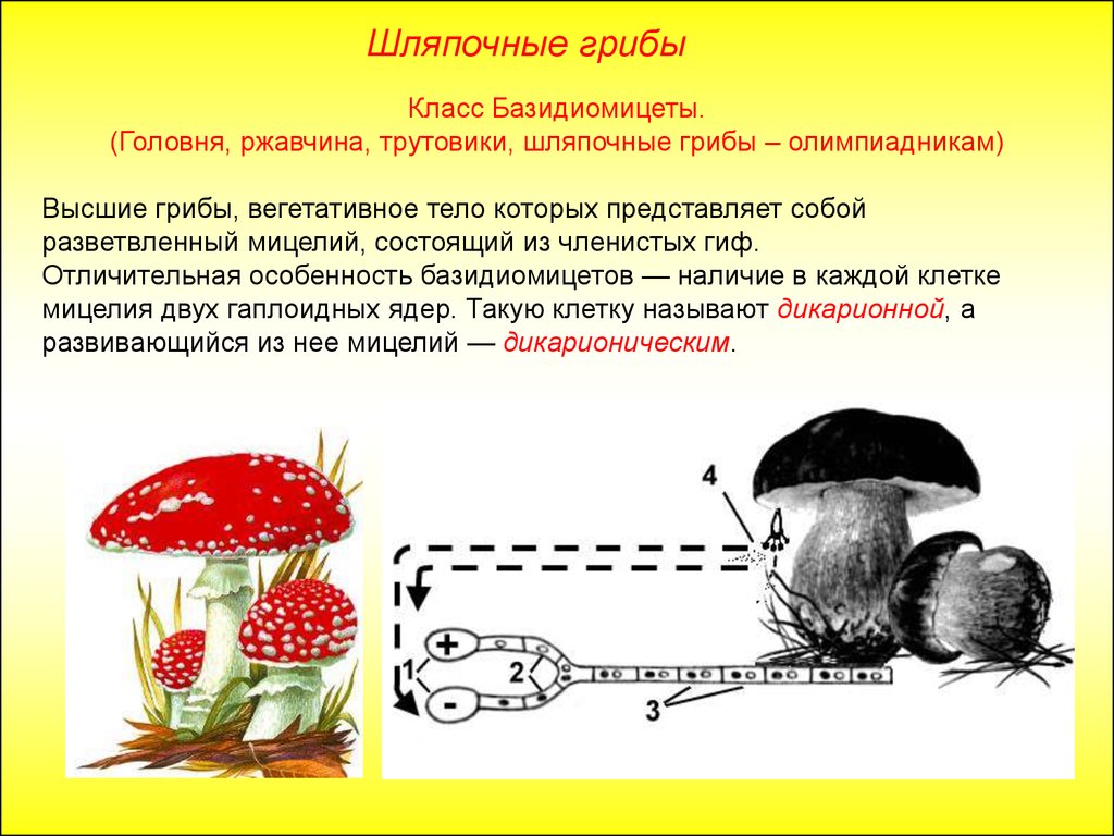 Шляпочные грибы в период размножения формируют. Базидиальные Шляпочные грибы. Отдел базидиомицеты Шляпочные грибы. Базидиомицеты трутовик. Грибы из отдела Базидиомикота.
