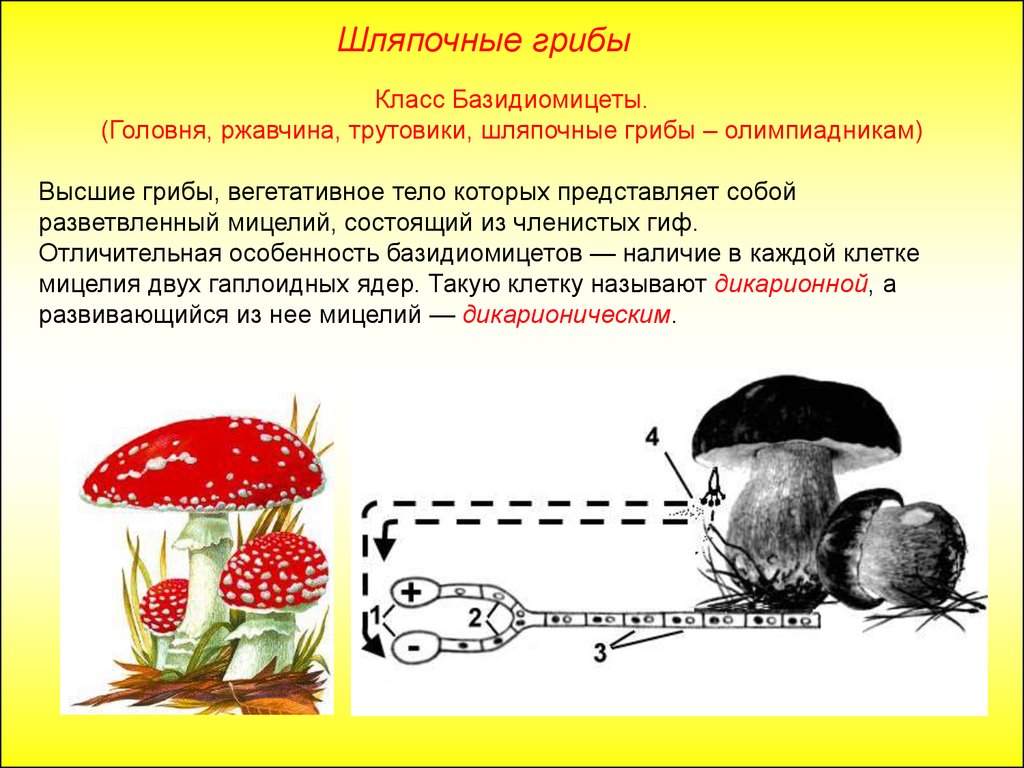 Шляпочные грибы питаются