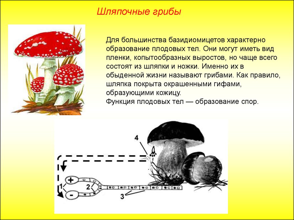 Голосеменные шляпочные грибы примеры. Съедобные Шляпочные грибы доклад. Плодовое тело шляпочного гриба. Образование плодового тела гриба. Шляпочные грибы презентация.
