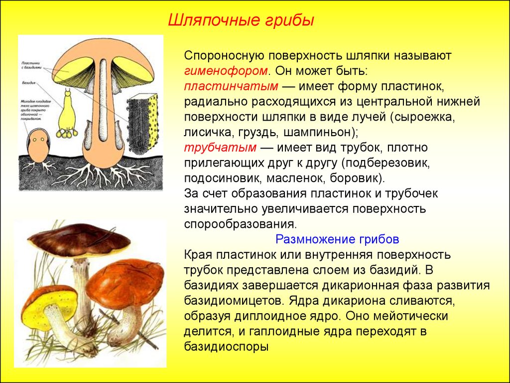 Значение шляпочных грибов в жизни человека