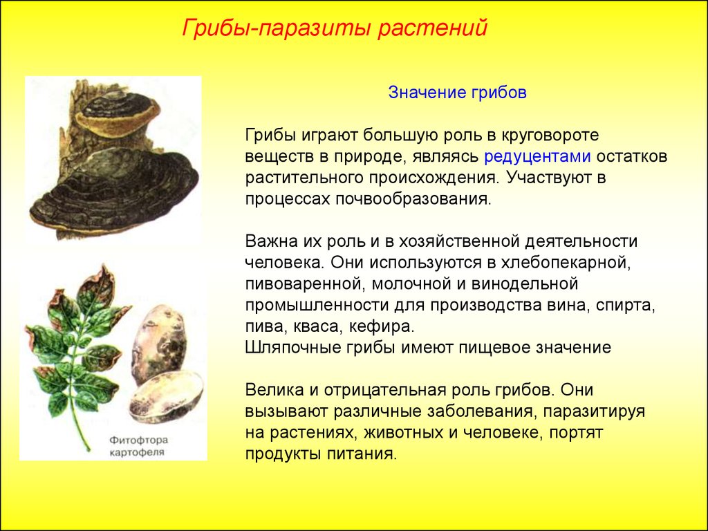 Сообщение на тему грибы паразиты. Значение грибов паразитов. Грибы паразиты роль в природе. Роль грибов паразитов. Значение грибов паразитов в природе.