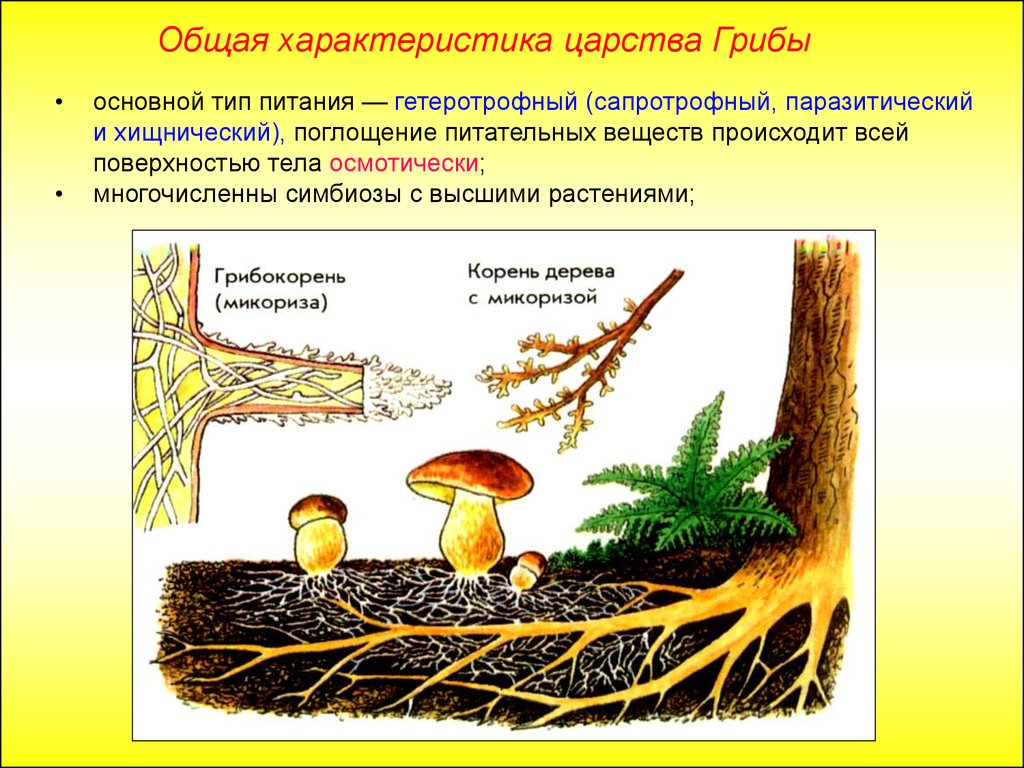 Что общего между грибами и растениями. Микориза с грибами-симбионтами. Лишайник микориза симбиоз. Микориза опенка. Симбиоз грибов с высшими растениями.