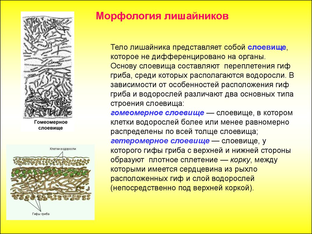 Лишайники функции гриба и водоросли. Строение лишайников гомеомерное. Лишайники особенности строения. Строение гетеромерного лишайника. Накипные лишайники строение.