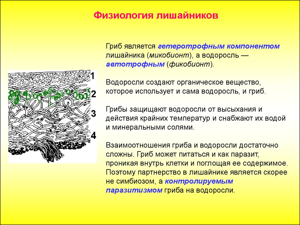 Взаимоотношения гриба и водоросли. Строение лишайника микобионт. Строение гриба и лишайника. Функции микобионта в лишайнике. Особенности строения грибов и лишайников.