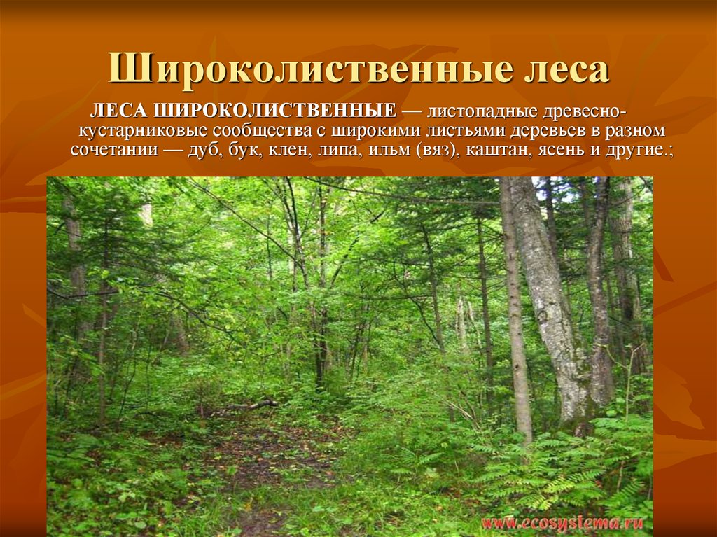 Лес определение. Широколиственный лес Евразии. Широколиственные леса природная зона. Широколиственный лес природная зона. Зона широколиственных лесов Евразия.