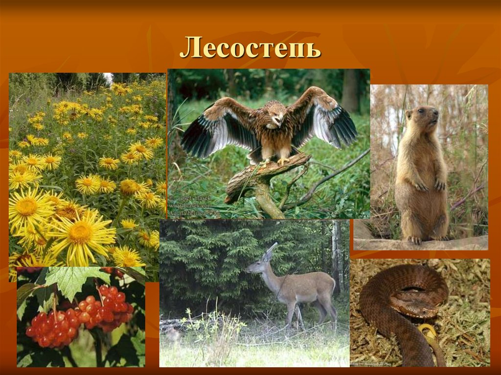Какие животные обитают в лесостепях и степях. Лесостепи Евразии. Животный мир лесостепи и степи в России. Животный мир лесостепи и степи в Евразии.
