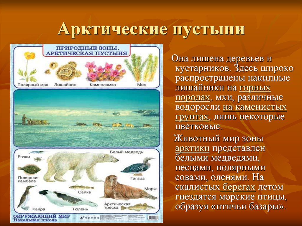 Природная зона арктических пустынь. Арктическая пустыня природная зона. Природные зоны Евразии арктические пустыни. Природные зоны зона арктических пустынь.