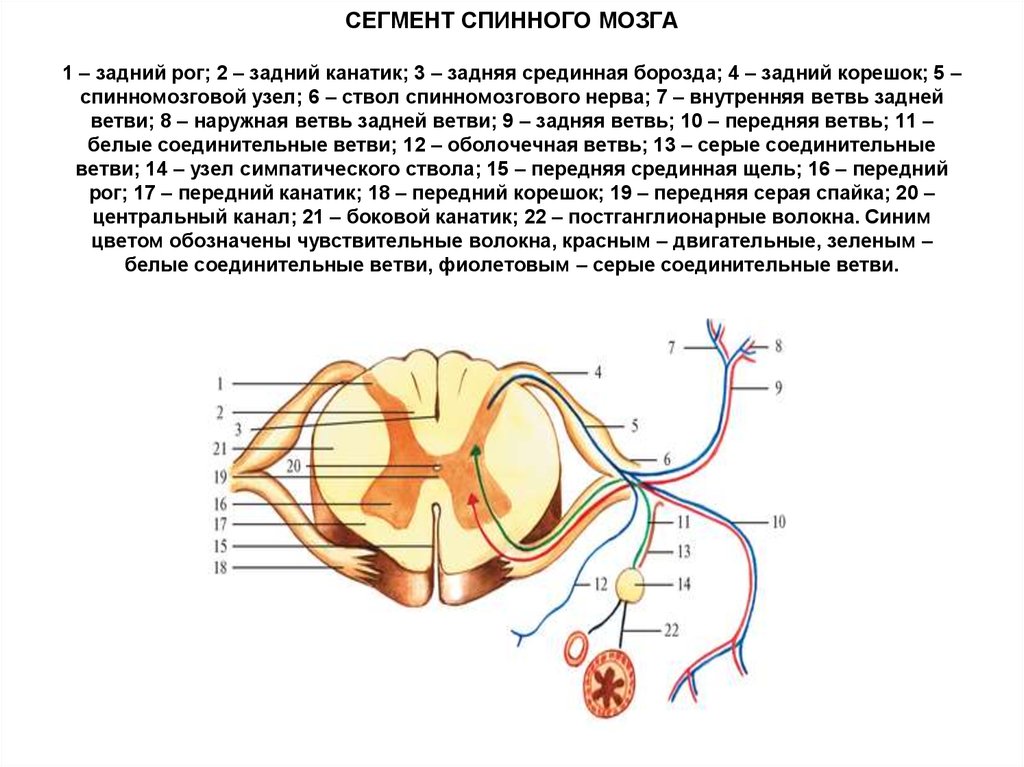 Строение спинного нерва. Схема строения спинномозгового нерва. Схема спинномозгового нерва анатомия. Спинной мозг строение сегмента спинного мозга.