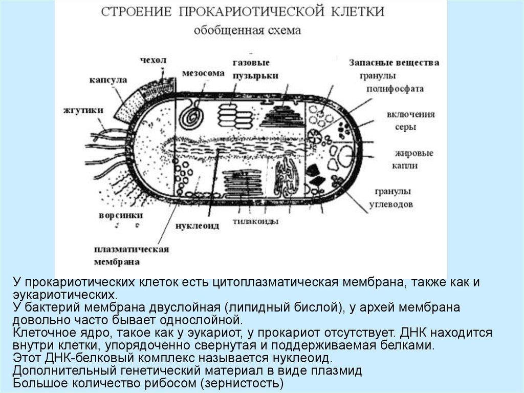 У прокариот отсутствуют. Прокариотическая клетка bacteria. Обобщенная схема строения бактериальной клетки. Прокариот клеточная структура. Прокариотическая клетка бактерии строение.