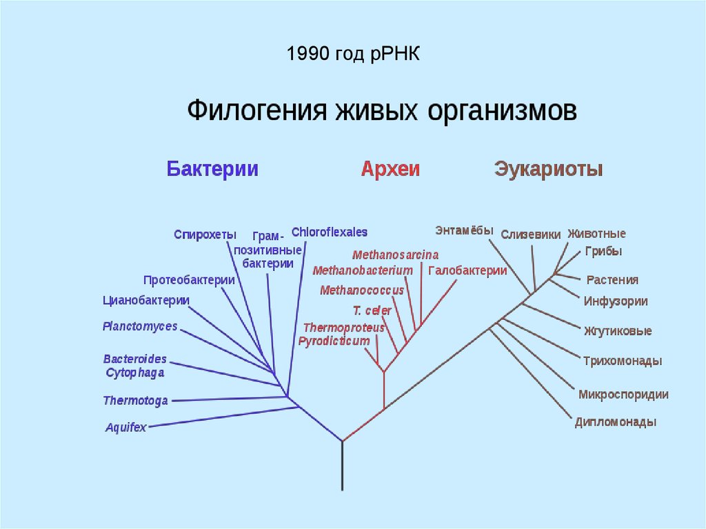 Биогеохимическая деятельность микроорганизмов презентация