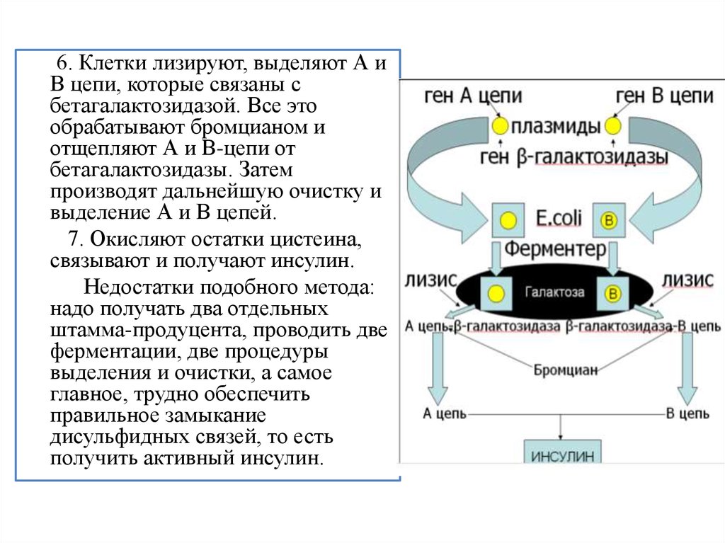 Этапы получения рекомбинантного инсулина