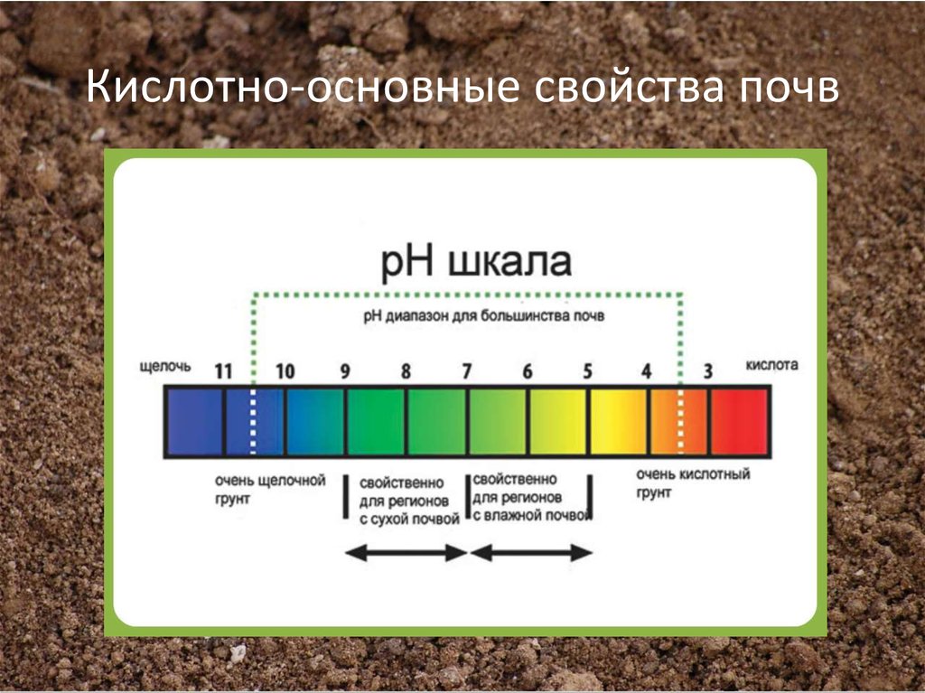Розы кислотность. Шкала PH почвы кислотности почвы. РН 7.5 почвы кислотность. РН шкала кислотности и щелочности почвы. Характеристики почвы.кислотность почвы..