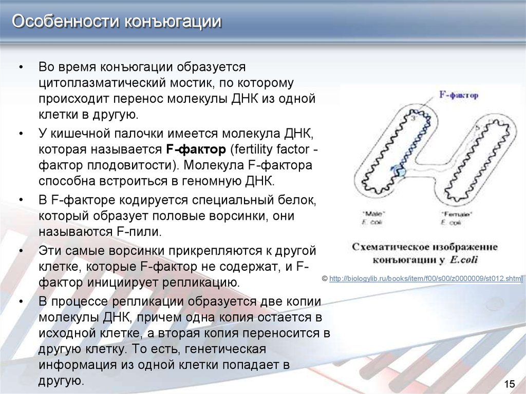 Перенос днк. Особенности конъюгации. Конъюгация характеристика. Конъюгация кишечной палочки. Конъюгация ДНК.