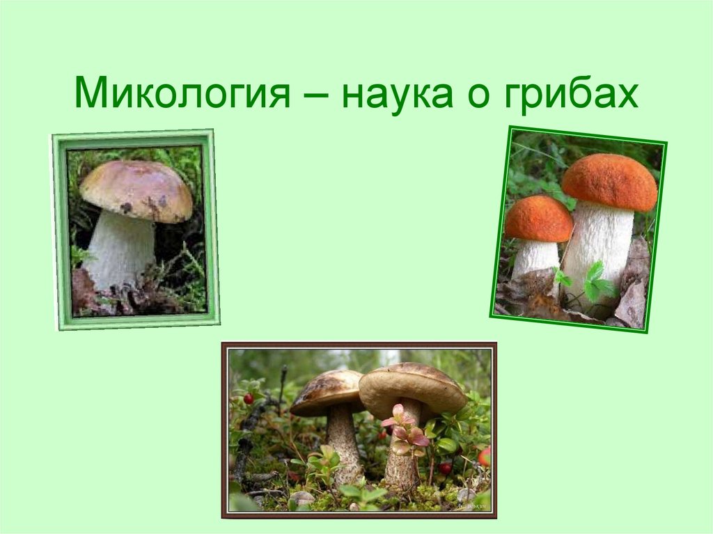 Наука которая изучает грибы. Микология царство грибов. Микология изучает грибы. Микология это наука. Микология это в биологии.