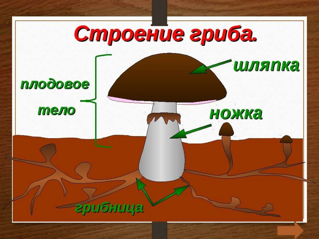 У подосиновика образуется плодовое тело. Схема плодовое тело шляпочного гриба. Строение шляпочного гриба рисунок. Схема строения гриба 3 класс. Схема строения шляпочного гриба.