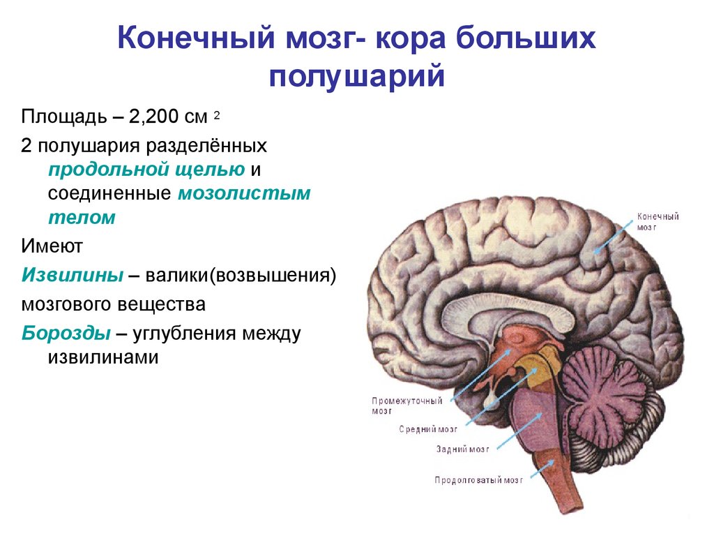 3 типа головного мозга. Головной мозг продолговатый мозг строение и функции. Конечный мозг анатомия строение. Промежуточный средний задний и продолговатый мозг функции. Функции продолговатого мозга человека.