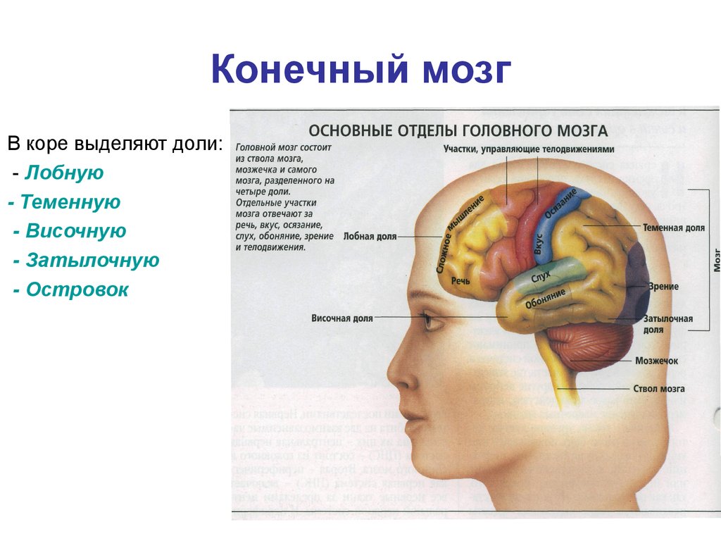 Зоны восприятия мозга. Головной мозг. Отделы мозга человека. Островок конечного мозга. Зона мозга отвечающая за обоняние.