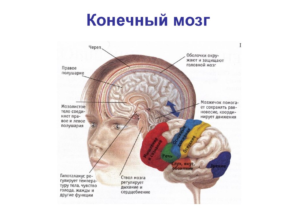 Каким веществом образован головной мозг. Отделы головного мозга расположение и функции. Головной мозг расположение строение функции. Расположите отделы головного мозга в полости черепа. Общее Анатомическое строение головного мозга. Головной мозг.