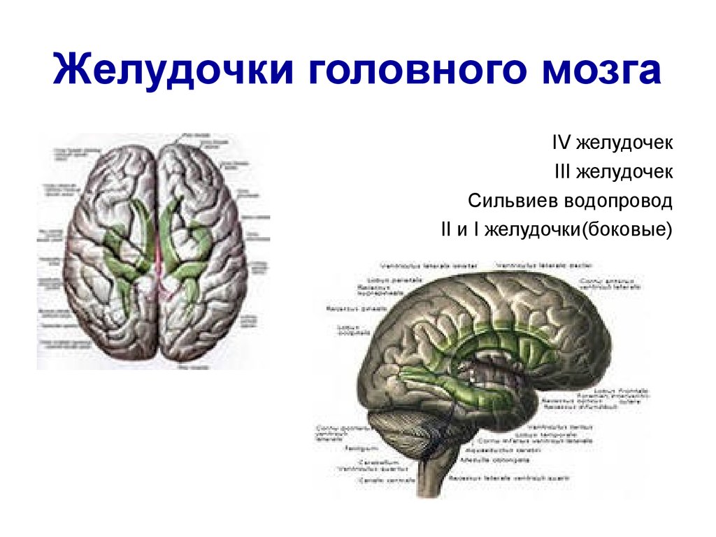 Желудочки среднего мозга