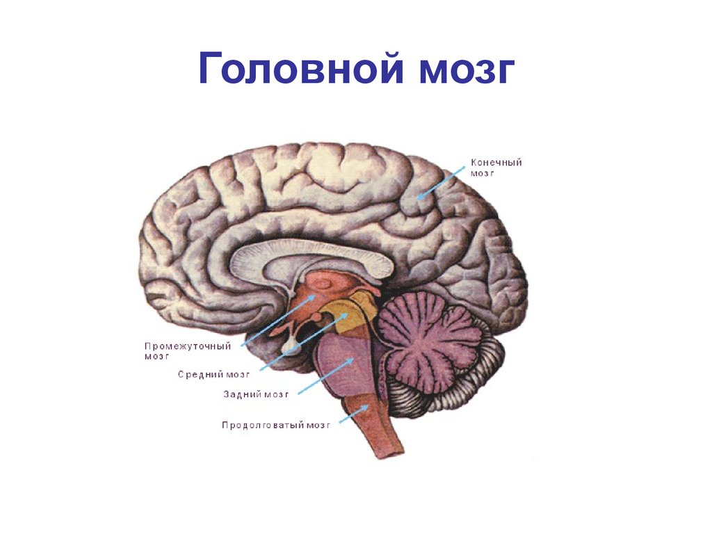 Задний мозг презентация