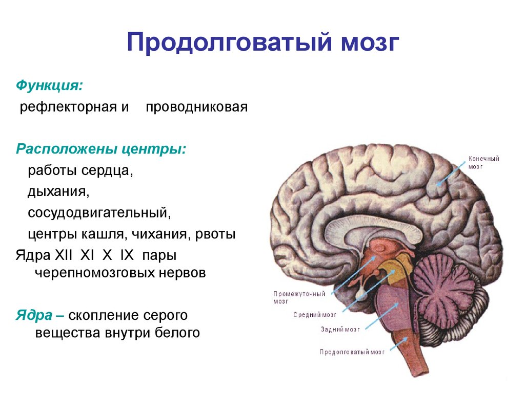 Строение среднего мозга в головном мозге