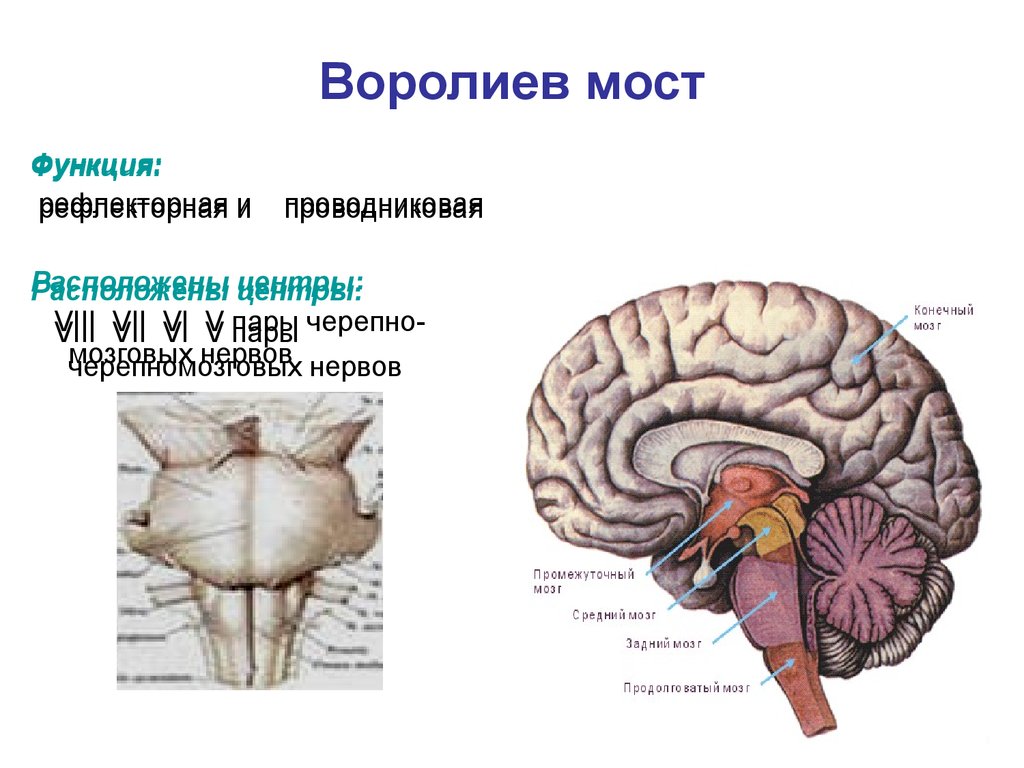 Какую функцию выполняет мост мозга. Варолиев мост анатомия. Варолиев мост рефлекторная функция. Мост головного мозга. Мост промежуточный мозг.