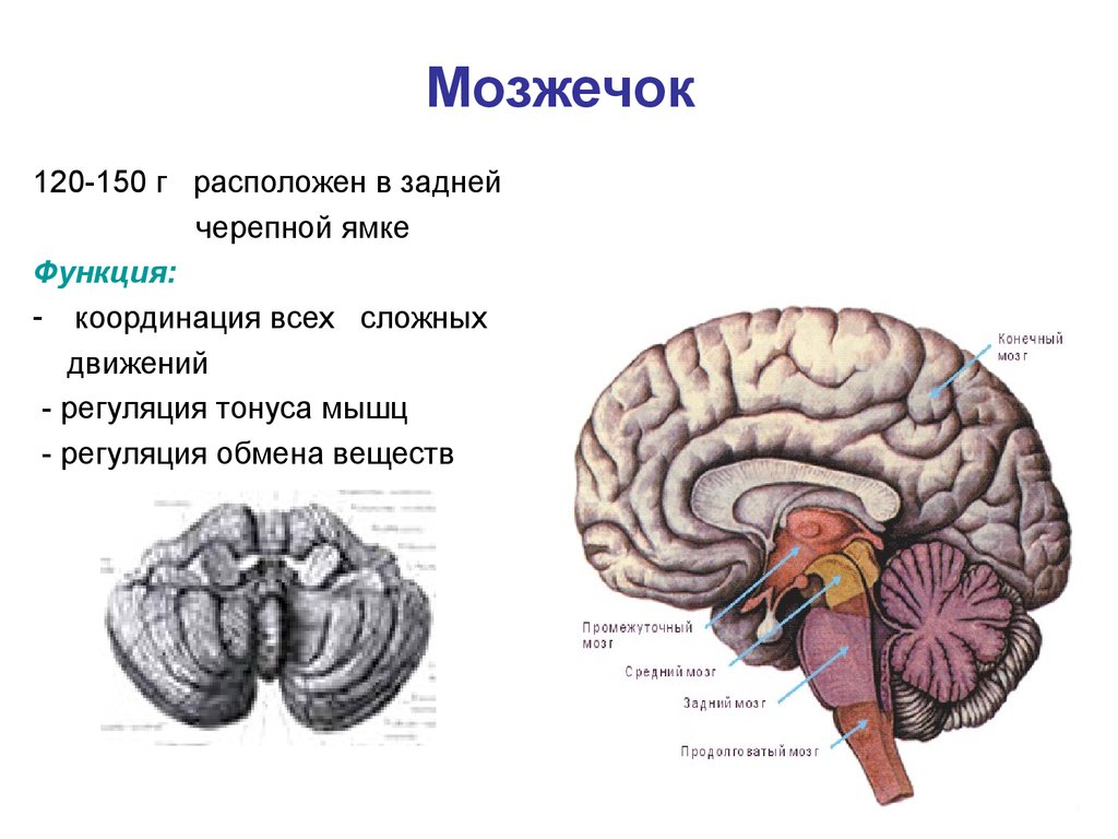 Координирует движения отдел мозга. Строение мозга мозжечок. Функции мозжечка в головном мозге. Головной мозг мозжечок строение и функции. Мозг строение мозжечка анатомия.