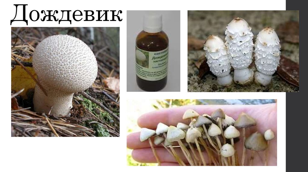 Какие лекарства из грибов. Грибы в медицине. Грибы используемые в медицине. Гриб который используется в медицине. Лекарства из ядовитых грибов.