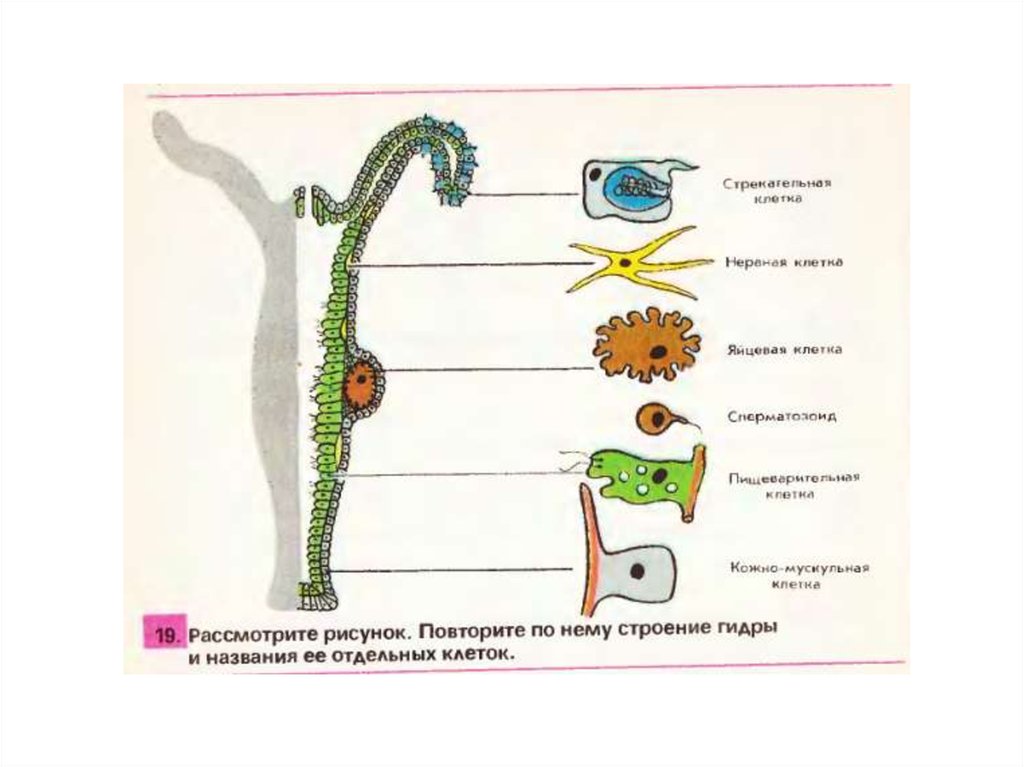 Клетки кишечнополостных таблица. Стадии жизненного цикла кишечнополостных. Нервная система кишечнополостных. Выделительная система кишечнополостных.