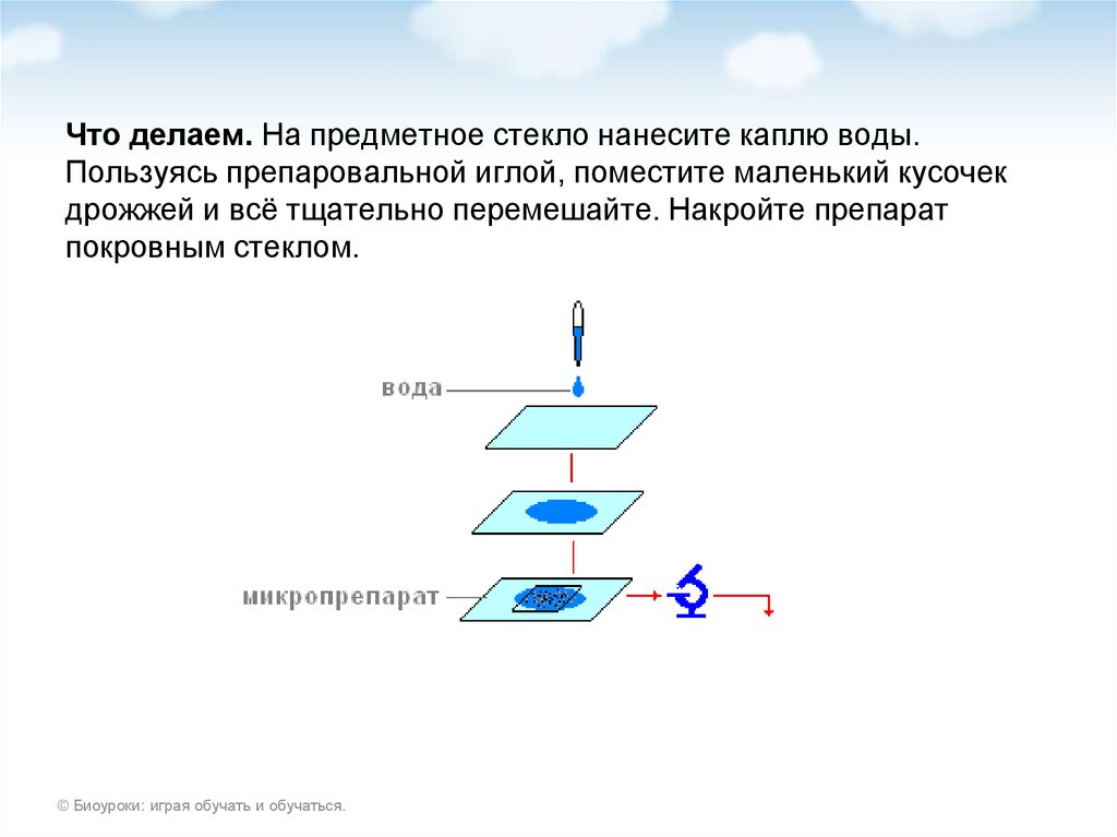 Почему важно накрыть препарат покровным стеклом именно так как показано на рисунке