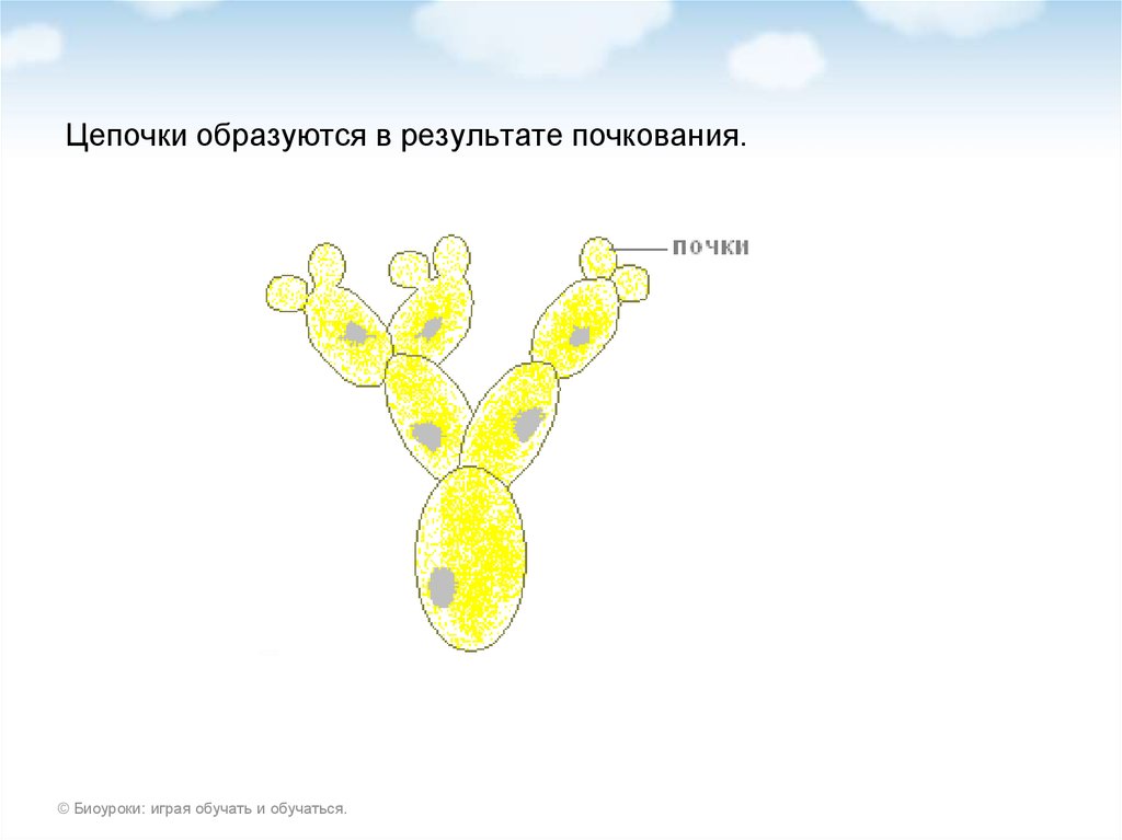 Биоуроки. Образуются в результате почкования. Размножение бактерий почкованием. Лабораторная работа 5 класс размножение дрожжей. Размножение дрожжей почкованием под микроскопом поэтапно.