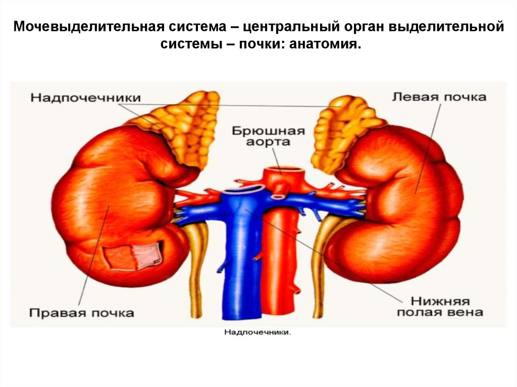 Внутренние органы человека фото почки